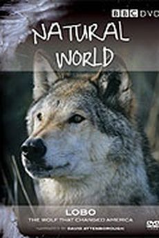 Lobo - vlk, který změnil Ameriku