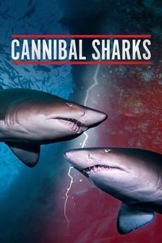 Žraloci kanibalové